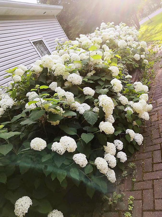 Hotel Lily'S Garden à Charlottetown Extérieur photo